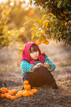 红头巾小女孩在桔园里摘桔子