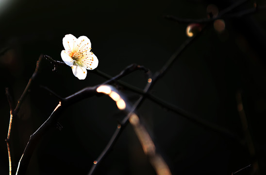 梅花盛开