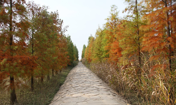 崇明湿地