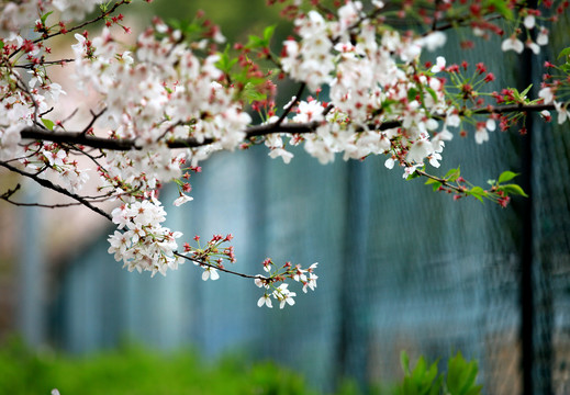 樱花