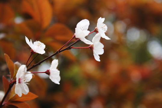 李子花