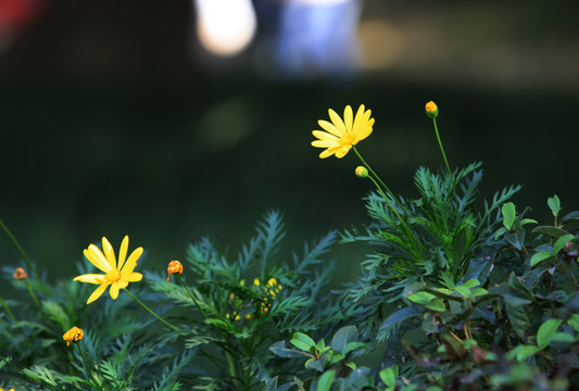 万寿小雏菊