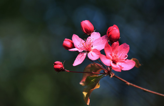 娇艳的菊花