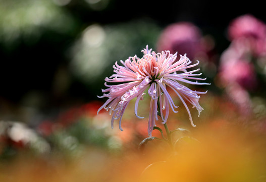 娇艳的菊花