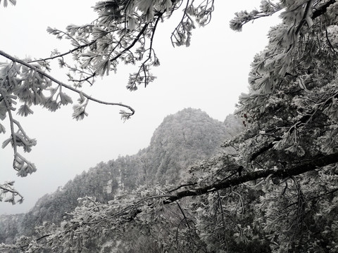 雪后雾凇