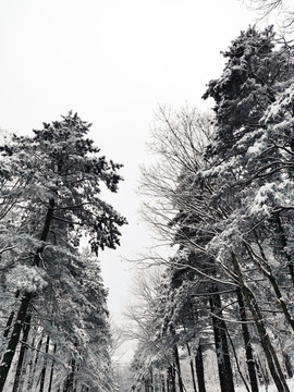 大雪后的松树