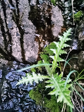 山泉边的小草