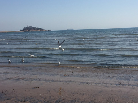 大海海鸥