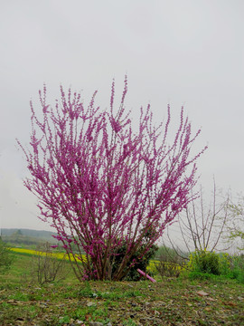 一棵紫荆树