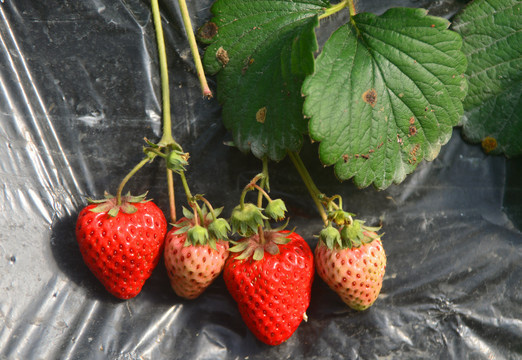 温室大棚种植的草莓
