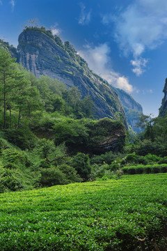 武夷山大红袍茶园