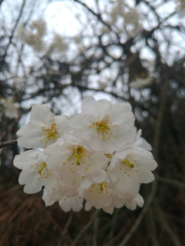 咸宁大幕山樱花