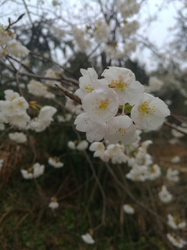 咸宁大幕山野生樱花