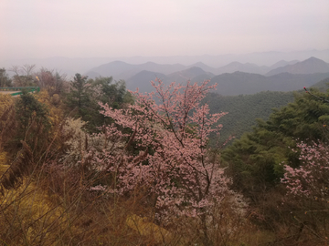 咸宁大幕山樱花