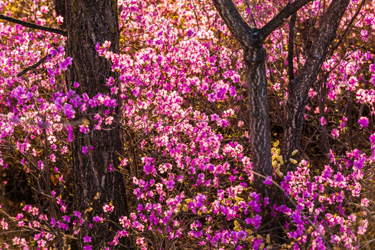 春季树林杜鹃花