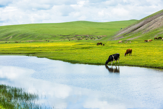 夏季草原牧场野花河流牛群马群