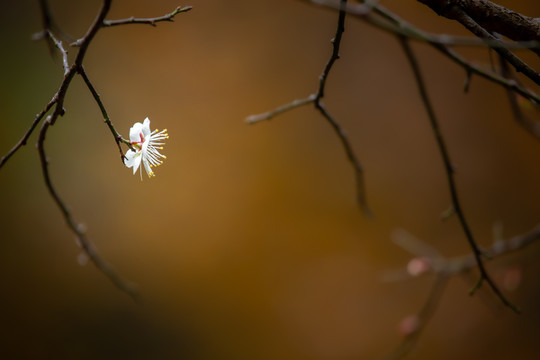 一朵白梅花