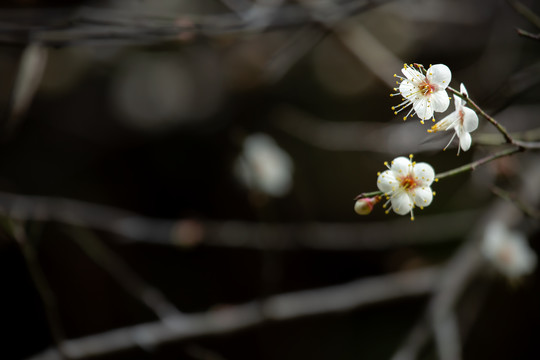 白梅花开