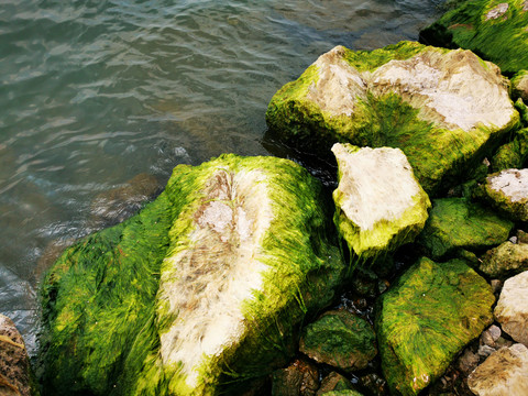 海岸边的青苔石头