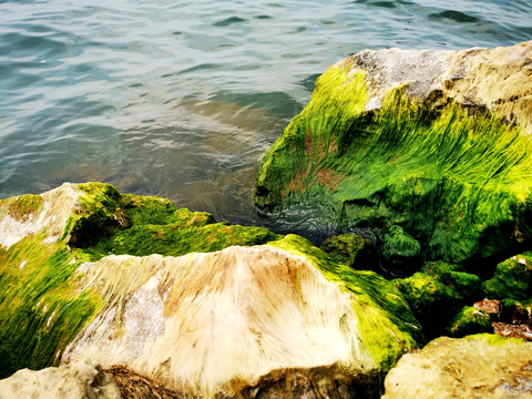 海岸边的青苔石头