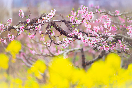 桃树桃花