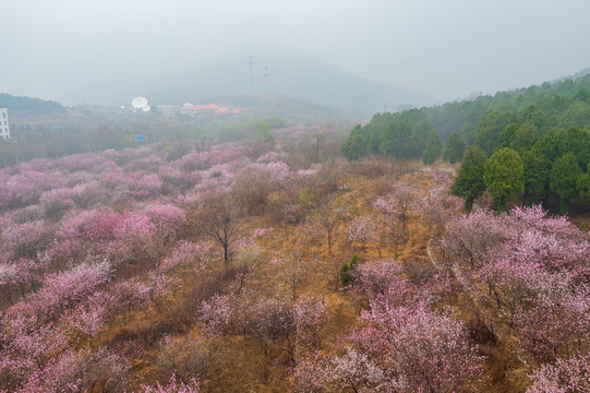 航拍济南佛慧山下的桃花09