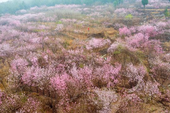 航拍济南佛慧山下的桃花16