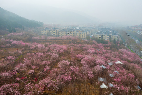 航拍济南佛慧山下的桃花24