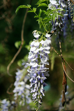 藤萝开花