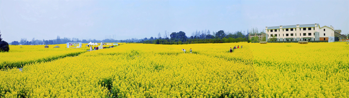 油菜花海全景图