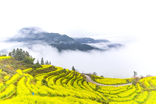 婺源江岭油菜花