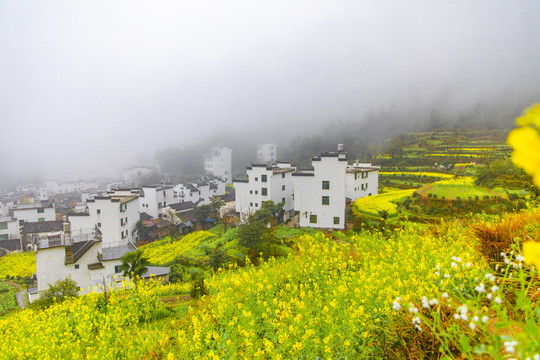 江岭油菜花梯田