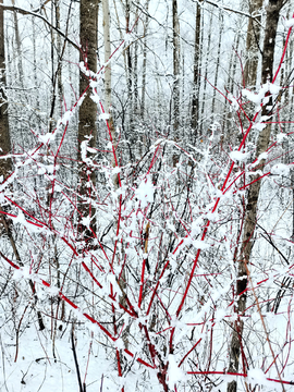 阳春白雪