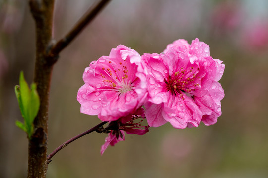 红花