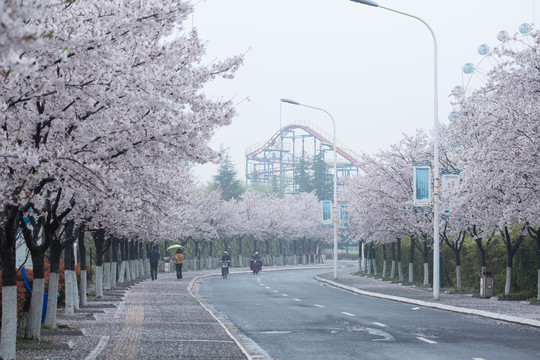 雨雾樱花