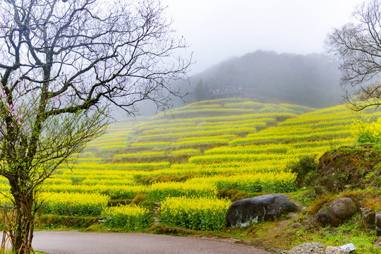 江岭油菜花