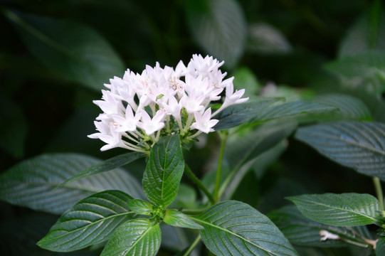 繁星花