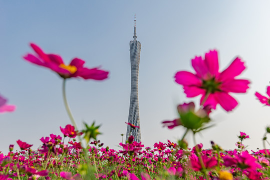 广州塔与格桑花