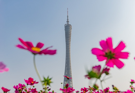 格桑花与广州塔