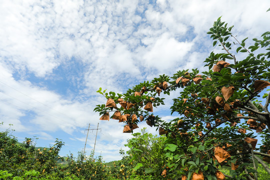 汝城翠冠梨