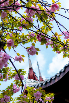 重庆涂山寺