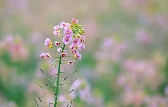 盛开的油菜花