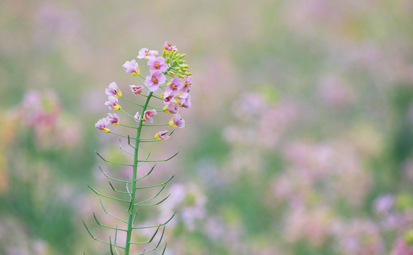 盛开的油菜花