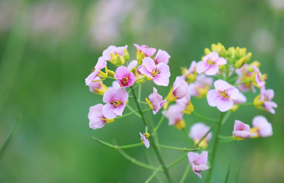 盛开的油菜花