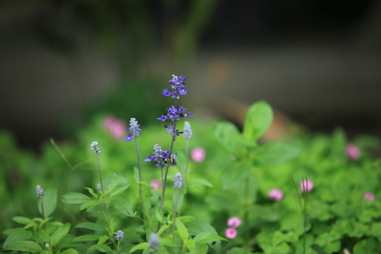 红花酢浆草