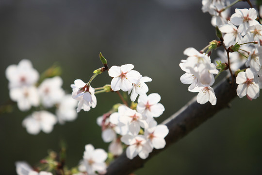 樱花