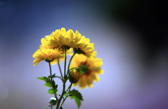 菊花