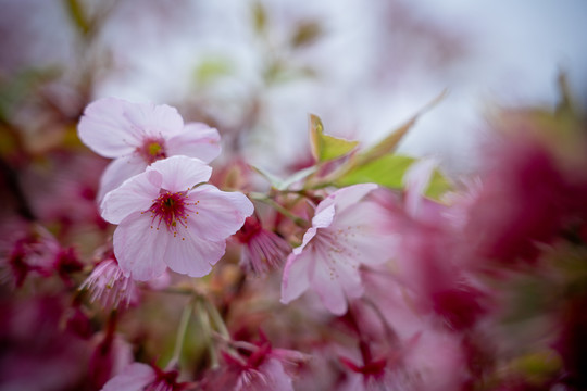 樱花