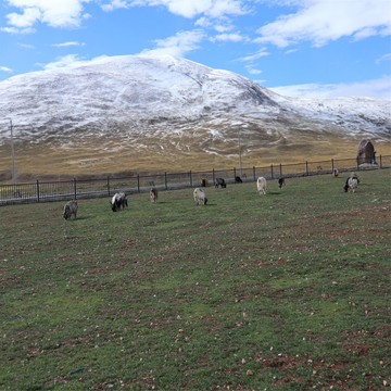 雪山下的牦牛