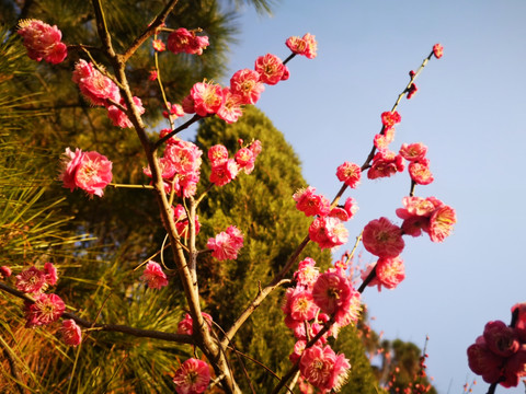 芜湖早春